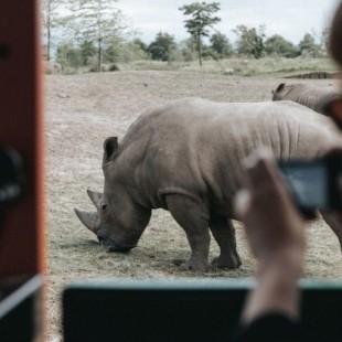 La loca idea de introducir rinocerontes en Australia va en serio (aunque no lo parezca)