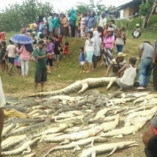 Mira la indignante matanza de casi 300 cocodrilos por venganza humana