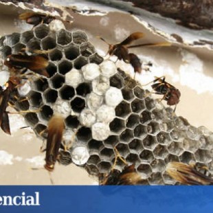 Las tres muertes en Galicia no son casuales: No crecen los alérgicos sino las avispas