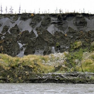 Lombrices congeladas en permafrost durante 42.000 años vuelven a la vida [ENG]