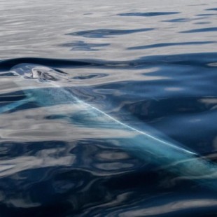 La ballena azul, el animal más grande del mundo, se instala en aguas de Galicia [GL]