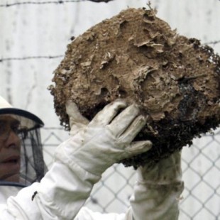 Los apicultores califican de "plaga" la presencia de velutinas en Galicia