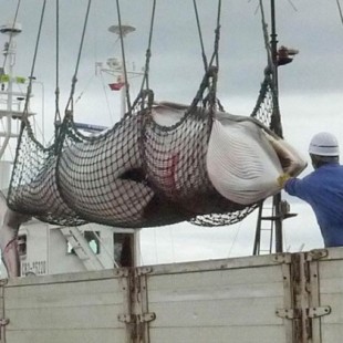 Japoneses matan a 122 ballenas minke preñadas en la Antártida