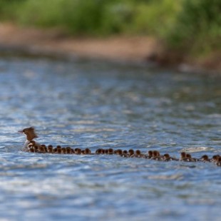 Un fotógrafo capta a una mamá pato con ¡76 polluelos!