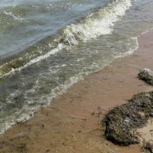 Calentamiento global: el Báltico se llenó de bacterias y prohíben a la gente bañarse