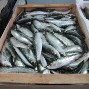 El Ministerio reabre la pesca de la sardina ibérica pese a estar al borde del colapso