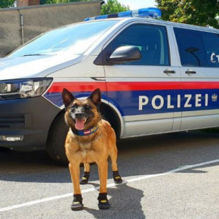 Ponen zapatillas a perros policías para que no se quemen con el asfalto