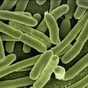 Investigación muestra cómo las bacterias hambrientas sienten los nutrientes en su entorno (ENG)