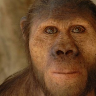 Según un estudio, la pereza ayudó a la extinción del Homo erectus