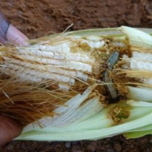 El gusano cogollero del maíz ha colonizado ya tres cuartas partes de África (FR)