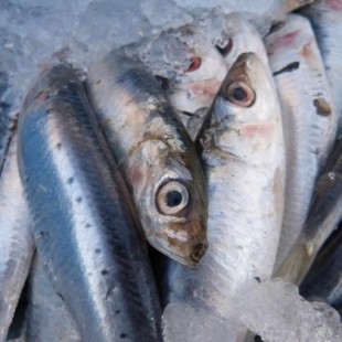La sardina ibérica podría sufrir un colapso si se sigue pescando como hasta ahora