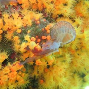 Primer vídeo que muestra a los corales colaborando para comer medusas