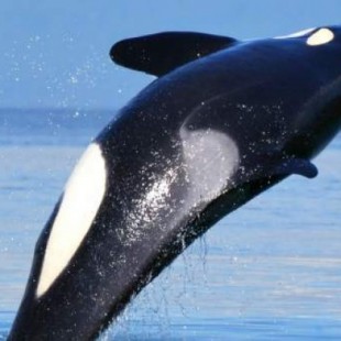 Una orca carga a su cría muerta durante 17 días en señal de duelo