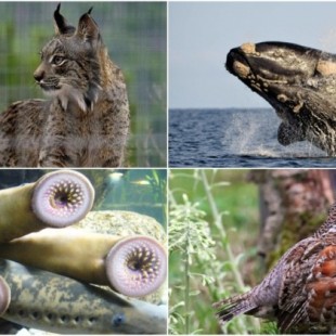 El BOE publica el Listado de 32 Especies Extinguidas en el territorio español