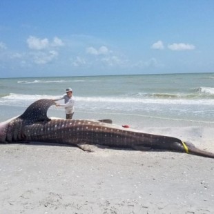 Florida declara el estado de emergencia: la marea roja mata animales e interrumpe el turismo