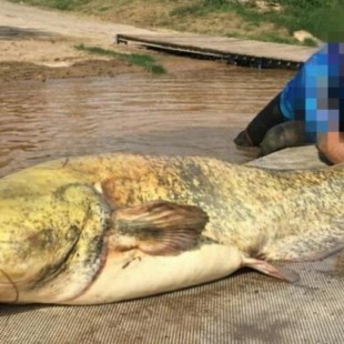 El pez carnívoro que habita en el río Ebro: el siluro