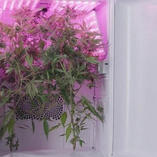 Desarrollarán kits para cultivar cannabis medicinal en el hogar