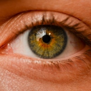 Investigadores logran revertir un tipo de ceguera mediante la regeneración de la retina (en ratones)