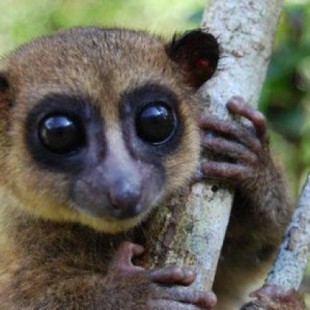 Descubren por qué los lemures se frotan los genitales y el ano con miriápodos