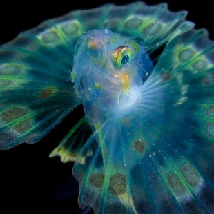 Ryo Minemizu, un artista que lleva 20 años fotografiando plancton [ENG]