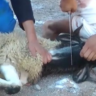 Los animalistas arremeten contra la Fiesta del Cordero y sus"sacrificios ilegales"