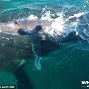 Filmados delfines defendiendo a una ballena hembra y a su cria del ataque de otras ballenas [ENG]