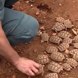 Desmantelado en Mallorca el mayor criadero ilegal de tortugas de Europa