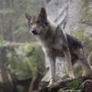 El perro lobo checoslovaco, raza protagonista de ‘Alpha, la película’, es solo para dueños dedicados y experimentados