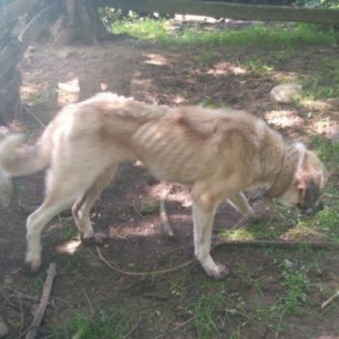 Unos chicos se encuentran con un perro atado y desnutrido en Caso (Asturias) y el Seprona se desentiende