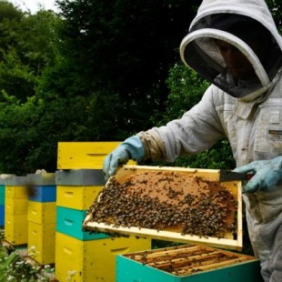 Francia prohíbe los pesticidas neonicotinoides para proteger a las abejas