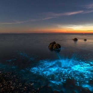 Plancton bioluminiscente en las costas de Gales