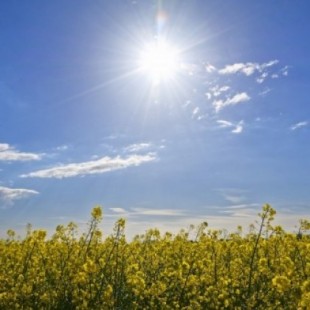 Un estudio muestra una nueva vía para convertir luz solar en energía tras modificar la fotosíntesis en plantas