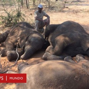 La matanza que dejó decenas de elefantes muertos en Botsuana, último santuario en África para estos animales