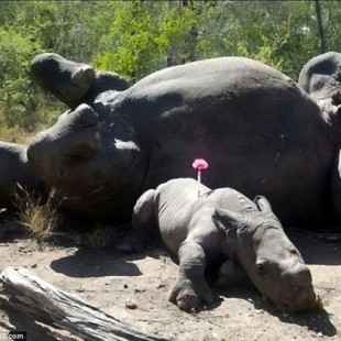 Así se recupera esta cría de rinoceronte blanco hallada junto al cuerpo de su madre, asesinada por furtivos