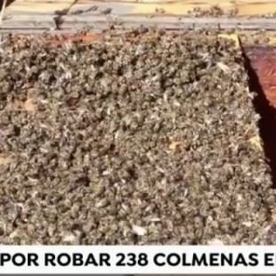 Investigado por robar más de 200 colmenas y provocar así la muerte de 4 millones de abejas
