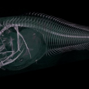 Tres nuevas especies de peces descubiertas en las profundidades extremas del Océano Pacífico (ENG)