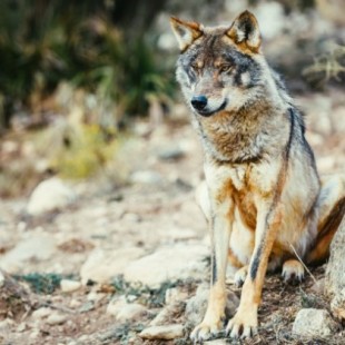 El Gobierno de Sánchez renuncia a proteger al lobo