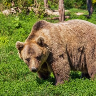 Descubren en la saliva del oso un antibiótico impetuoso