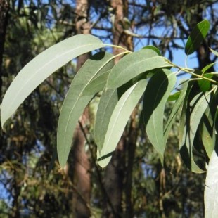 La erradicación del eucalipto es necesaria para el rural gallego