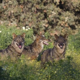 Lobo ibérico: Barbacana, el documental naturalista que muestra que el lobo es esencial para la conservación natural