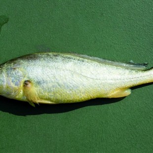 Una exposición fotográfica denuncia la pesca masiva de peces pequeños en los mares de China