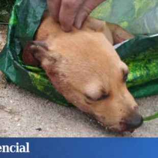 Detenido en Palma por pegar a un cachorro y tirarlo a un contenedor