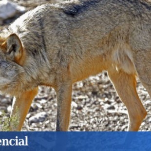 De especie icónica al próximo chupacabras español: el infame futuro del lobo ibérico