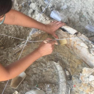 Arqueólogos hallan nuevos restos de un mamut de un millón de años en Cataluña