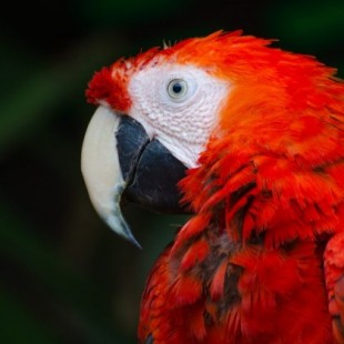 Nace, por primera vez en 50 años, un ejemplar silvestre de guacamaya roja en México