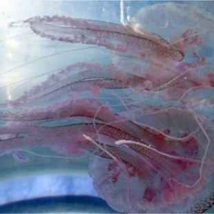 El biólogo marino que explica por qué deberíamos comer medusas