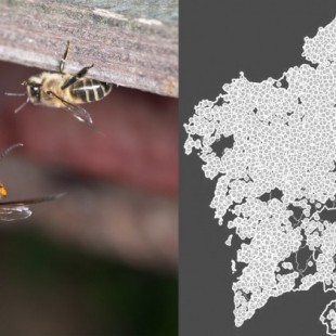 Mapa de la invasión de la vespa velutina en Galicia y factores que favorecen su "inevitable expansión" [Gal]