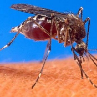 Sanidad confirma que dos personas han contraído dengue en España