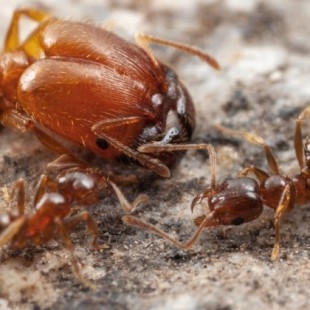 Hormigas soldado: así es cómo un órgano "inútil" ha resuelto uno de los misterios que más intrigaban a Darwin
