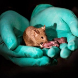 Un laboratorio chino logra que nazcan ratones sanos de dos madres, sin ningún padre